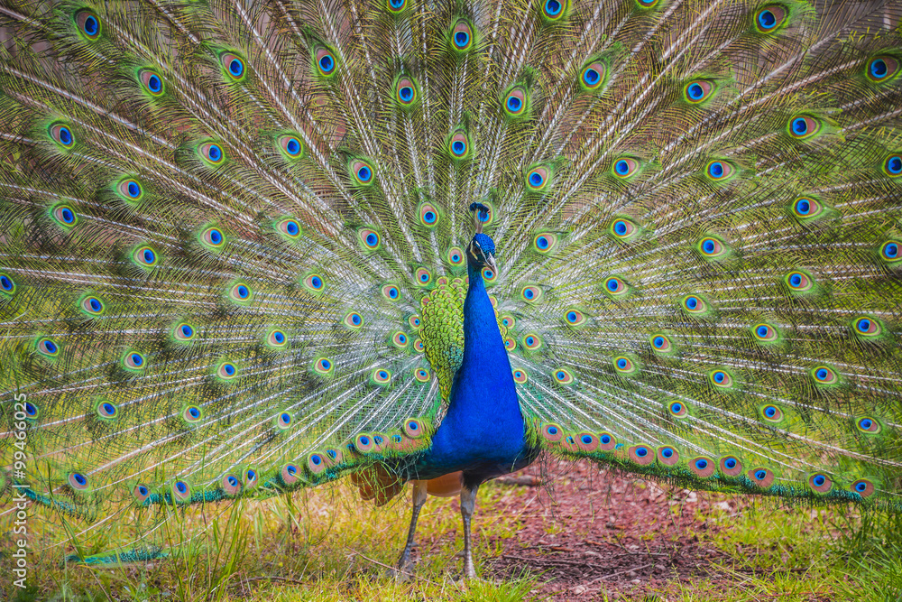 Obraz premium Beautiful peacock with displayed colorful tail, summer time