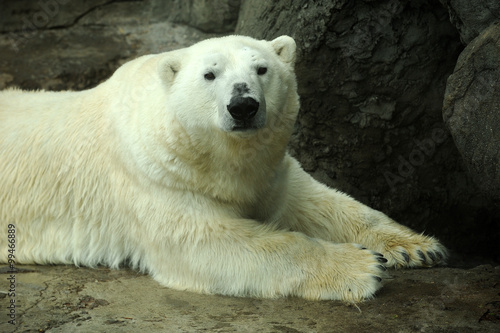 Profile of a large polar bear
