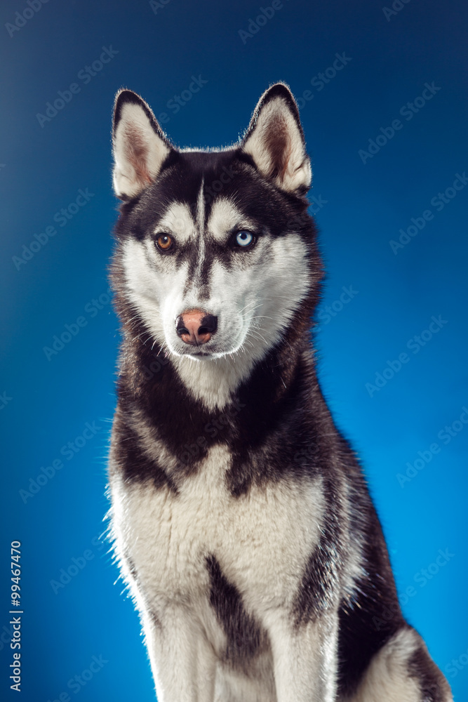 adult female husky in the studio adult female husky in the studio