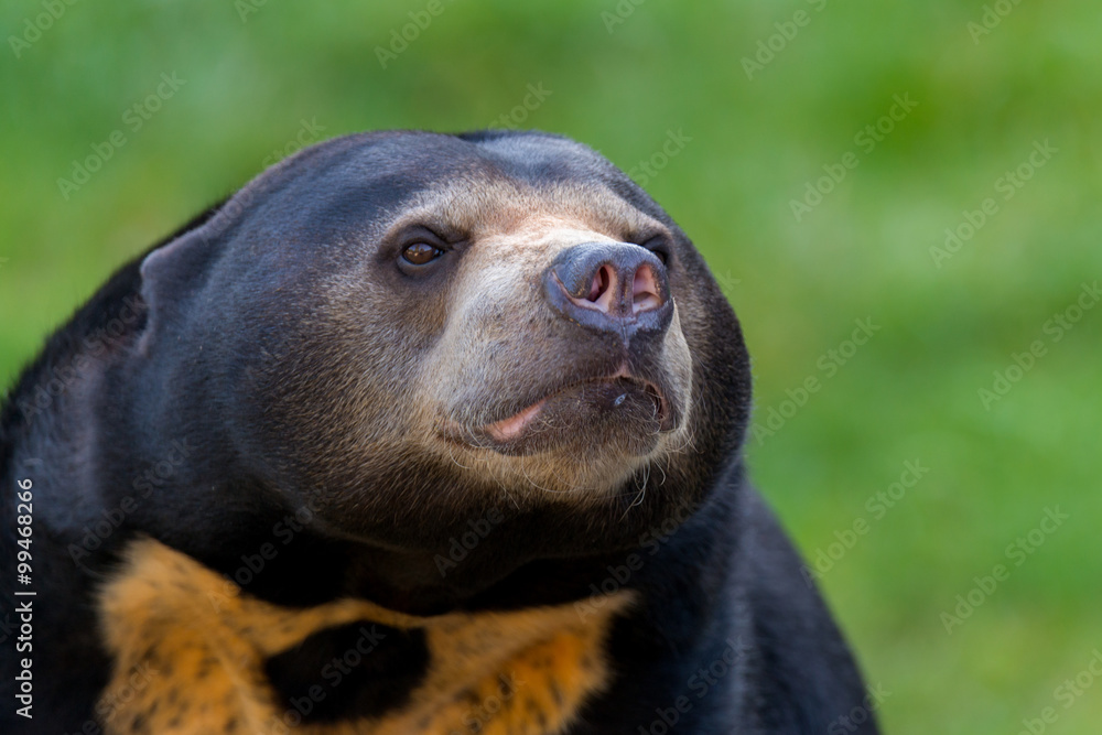 Obraz premium sun bear (Helarctos malayanus)