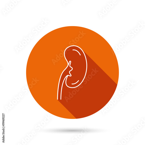 Kidney icon. Transplantation organ sign.