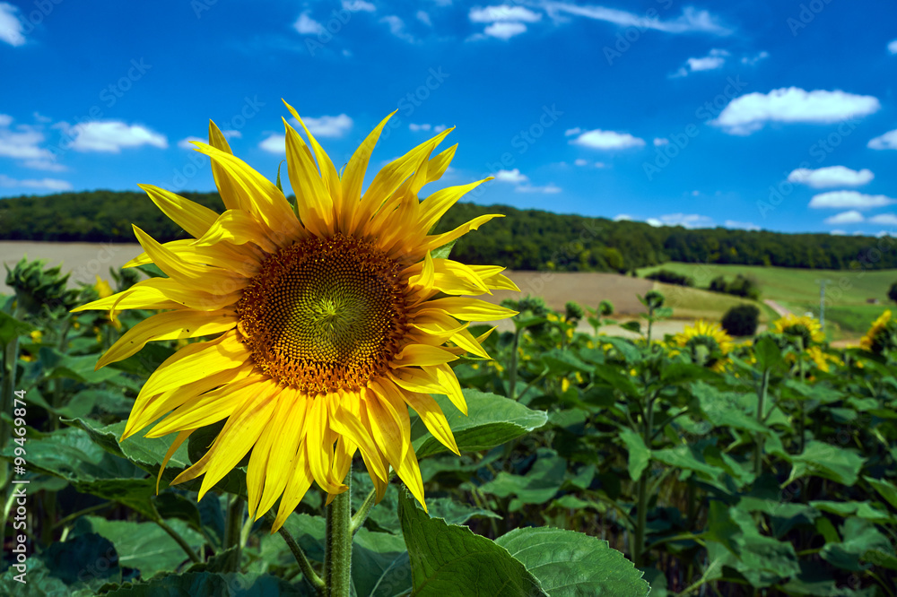 Sunflower flower on a sunny day in France. Sunflower flower on a sunny day in France.