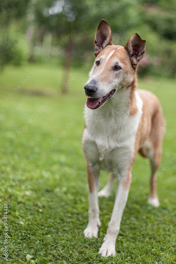 Smooth Collie standing on the grass