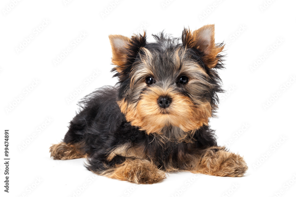 Yorkshire Terrier puppy isolated on white background Yorkshire Terrier puppy isolated on white background