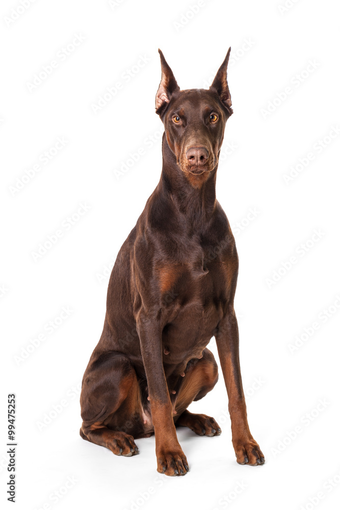 Doberman isolated on a white background Doberman isolated on a white background