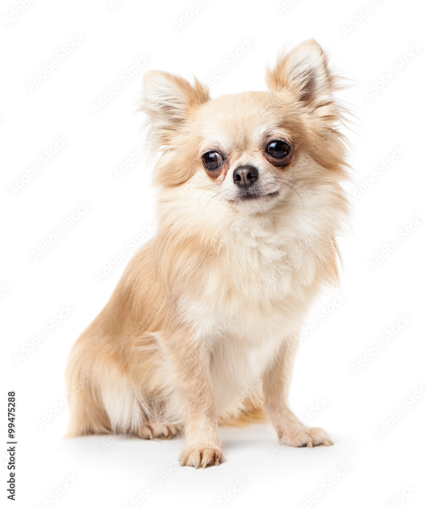 Obraz premium Chihuahua isolated on white background
