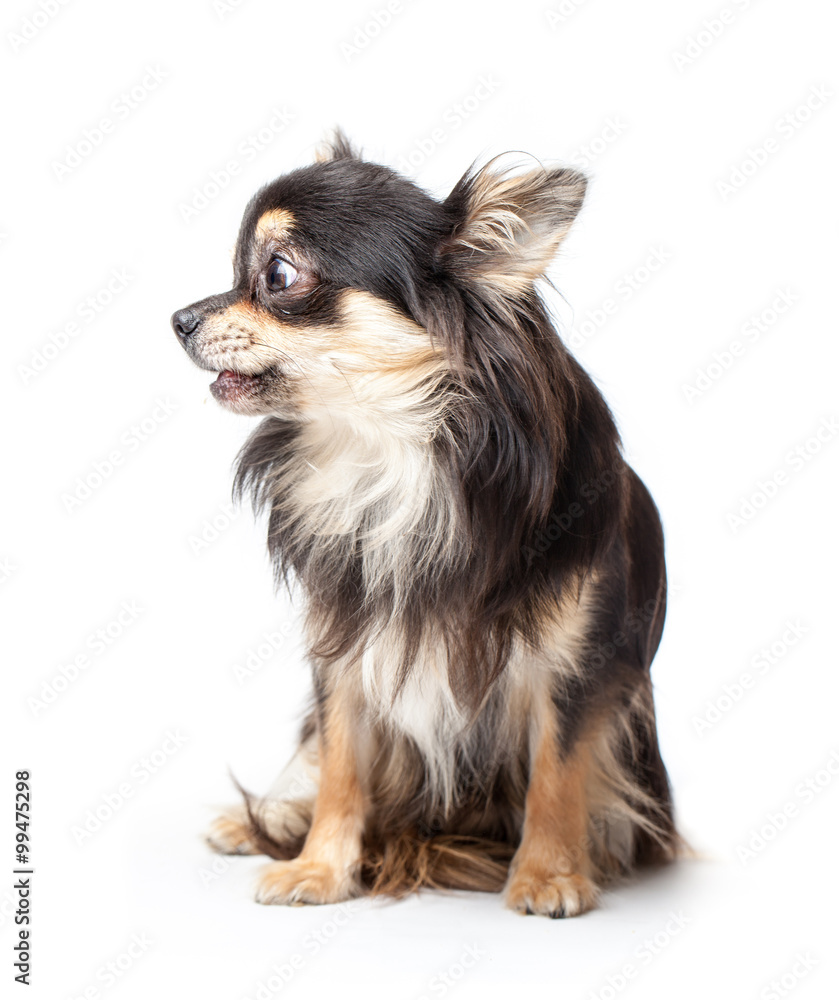 Chihuahua isolated on white background Chihuahua isolated on white background