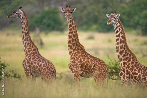 Group of giraffes in the savanna. Kenya. Tanzania. East Africa. An excellent illustration.