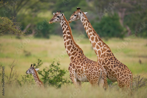 Group of giraffes in the savanna. Kenya. Tanzania. East Africa. An excellent illustration.