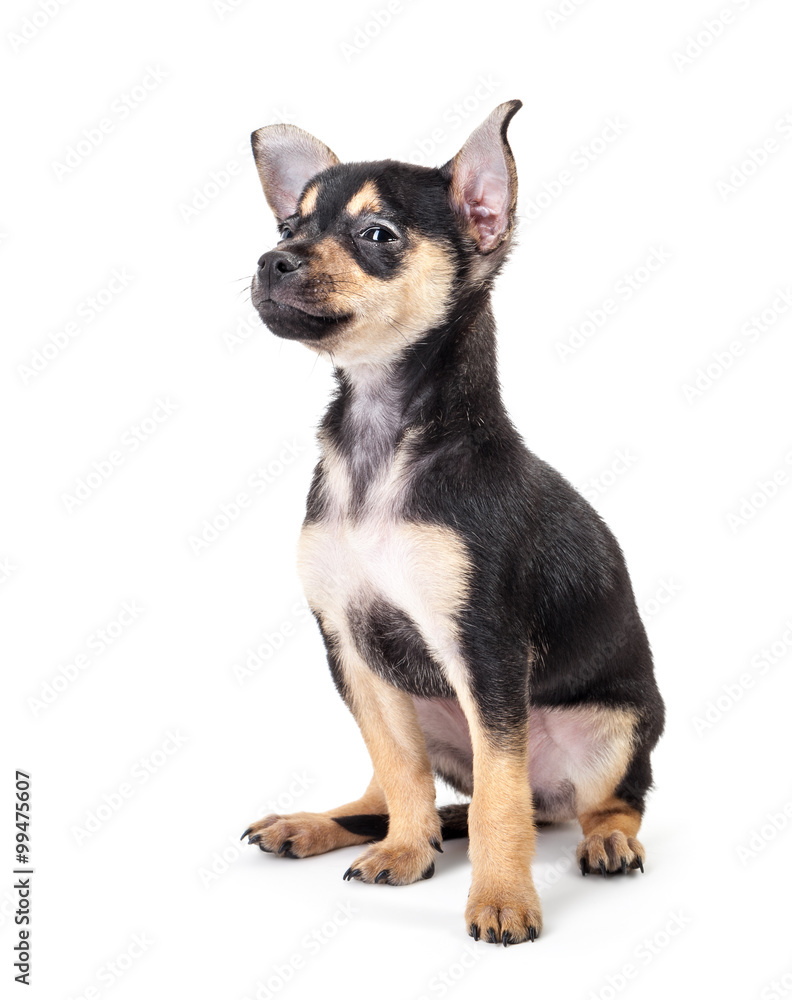 Winking Labrador Retriever puppy isolated on a white background Winking Labrador Retriever puppy isolated on a white background