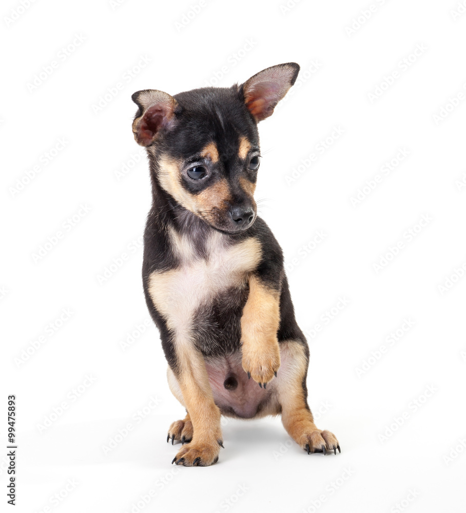Fototapeta premium Winking Labrador Retriever puppy isolated on a white background