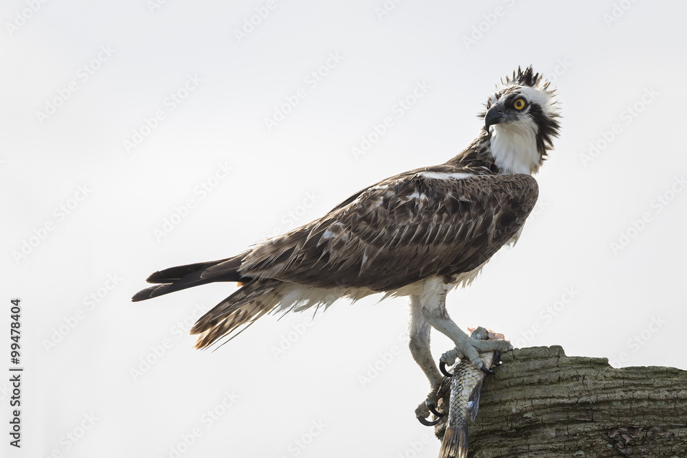 Fototapeta premium Osprey Eating a Fish - Melbourne, Florida