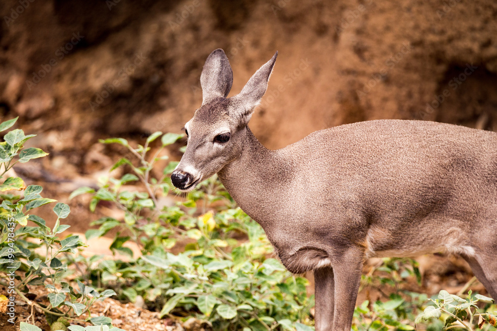 Young Mule deer wester arizona tuscan national park Young Mule deer wester arizona tuscan national park