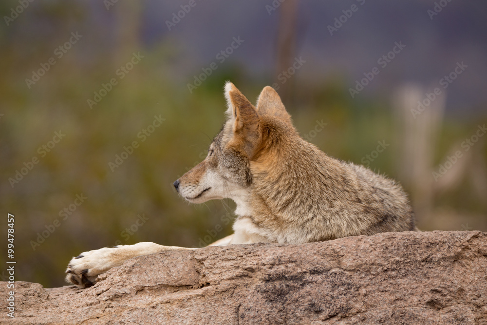 Desert Coyote arazona lounging on a rock grooming Desert Coyote arazona lounging on a rock grooming