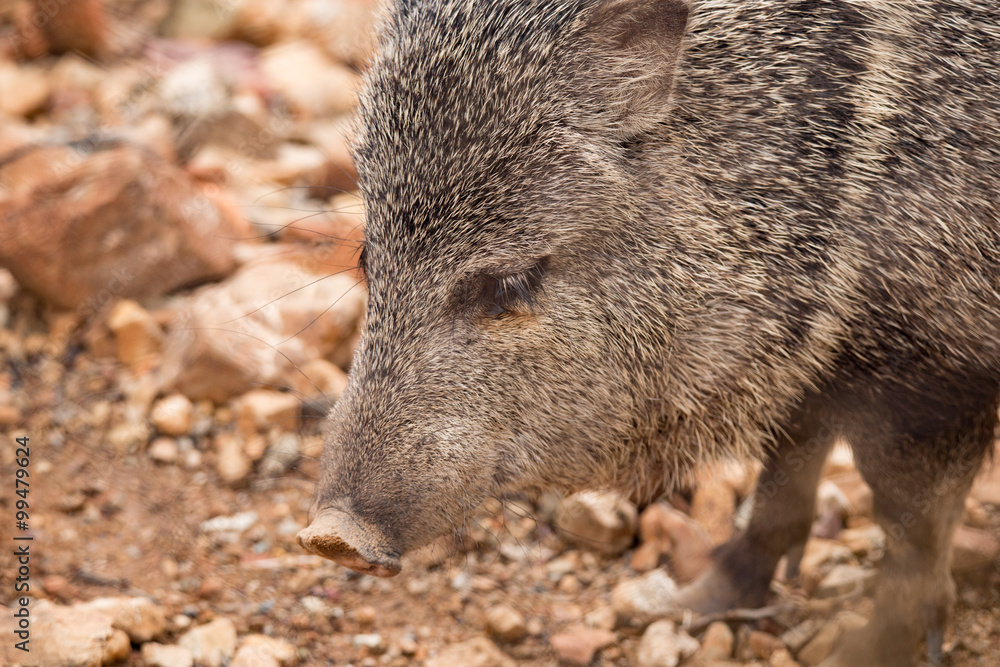 Javelina walks through desert south west arazona Javelina walks through desert south west arazona