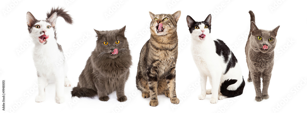 Fototapeta premium Five Hungry Cats Together in a Row