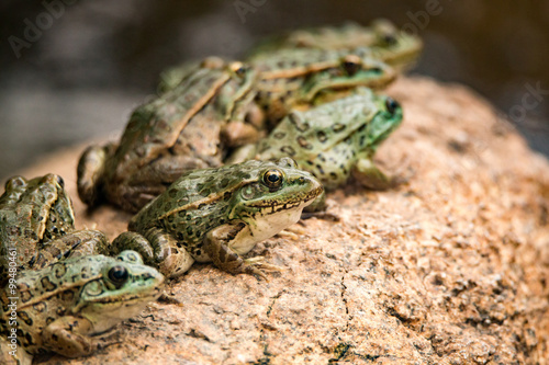 Northern Leopard Frogs basking on a rock photo