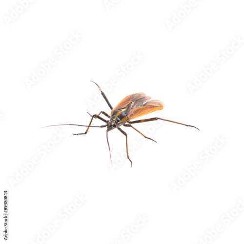 Fly with long foots on a white background