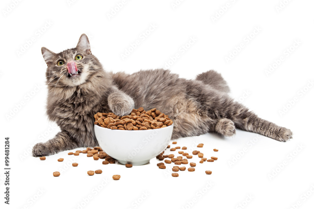 Obraz premium Leniwy Kot Jedzący Dużą Miskę Żywności
