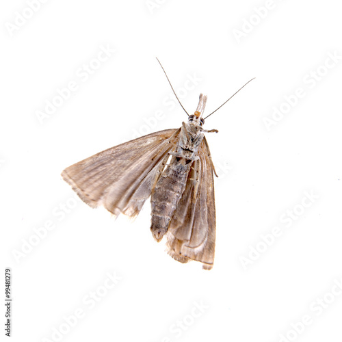 Grey moth on a white background
