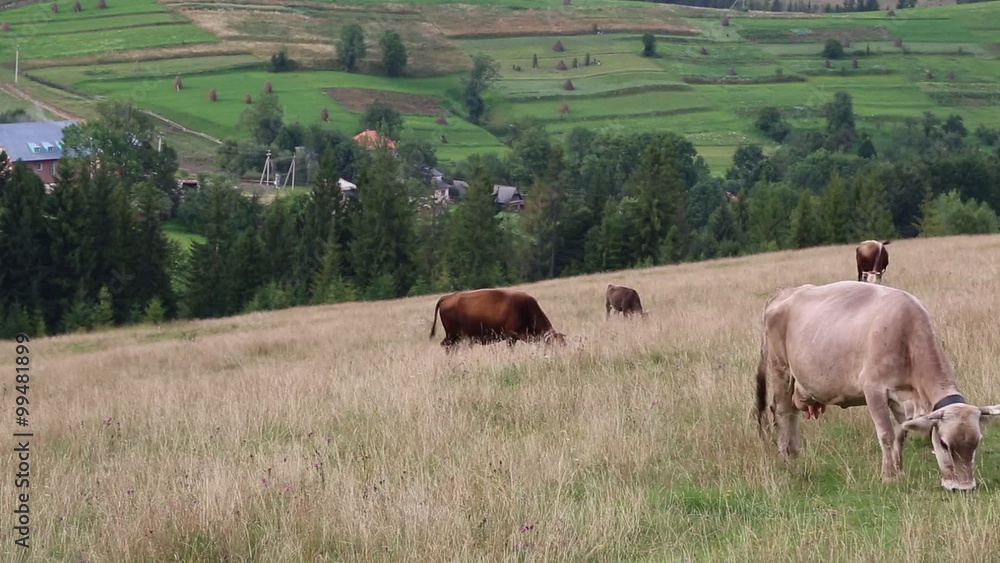 Milking cows on the meadow Milking cows on the meadow