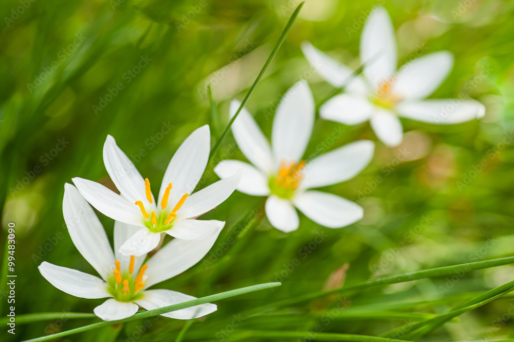 Fototapeta premium White flowers on green