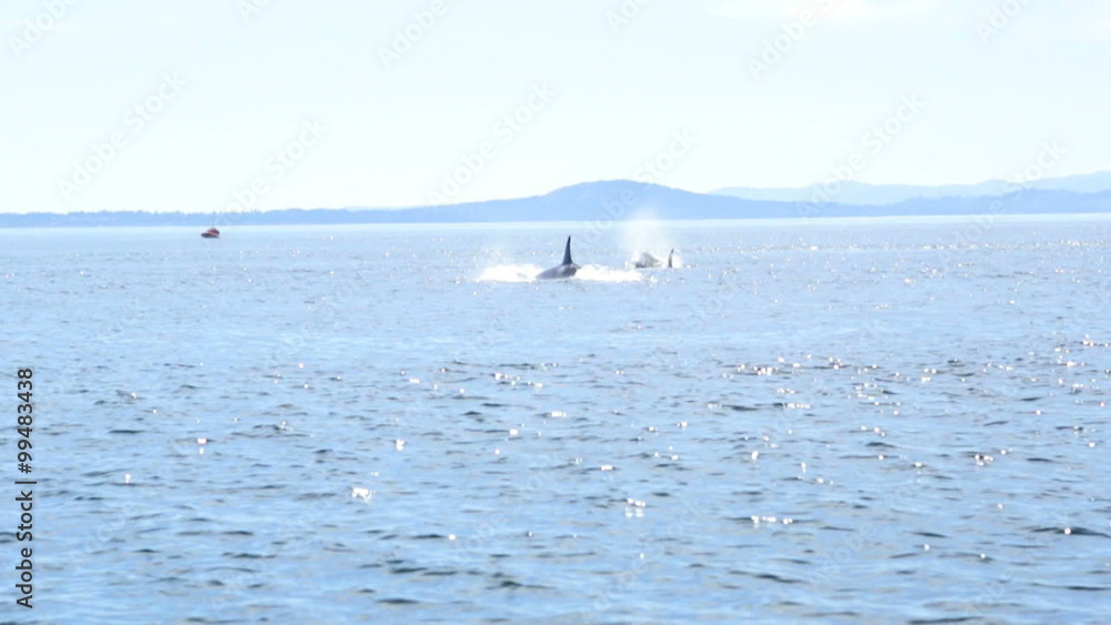 Large Water Mammal Orcinus Orca Killer Whale Swimming Pacific Ocean Canada Large Water Mammal Orcinus Orca Killer Whale Swimming Pacific Ocean Canada