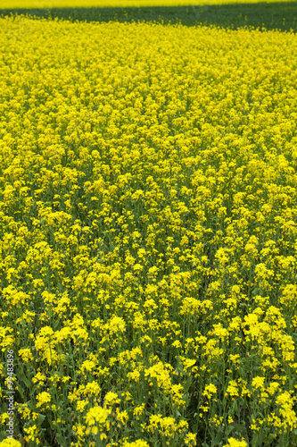 A field of rapeseed in full bloom