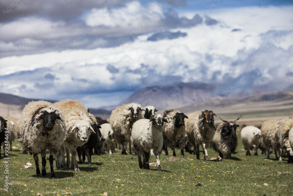 Fototapeta premium Flock of sheep grazing