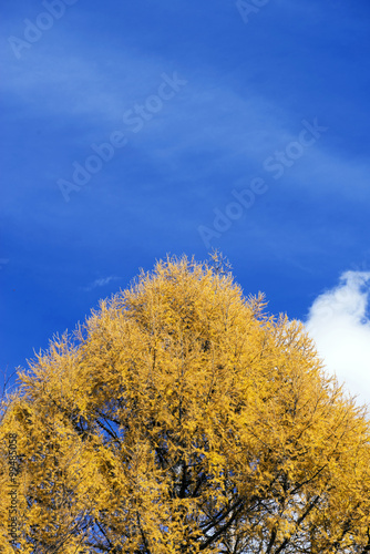 Treetop and blue sky
