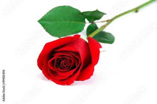 single red rose on white background