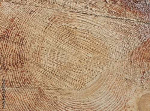 rough cross section of log