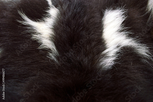 goat's fur