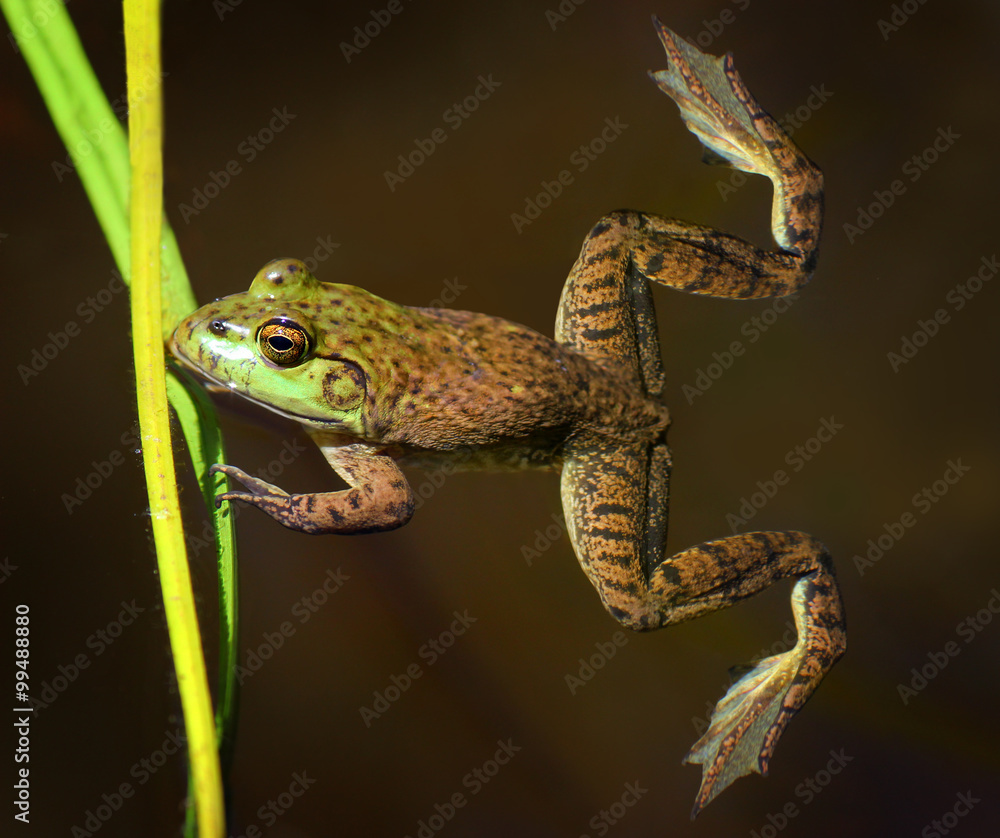 Fototapeta premium Bull Frog in the Water 