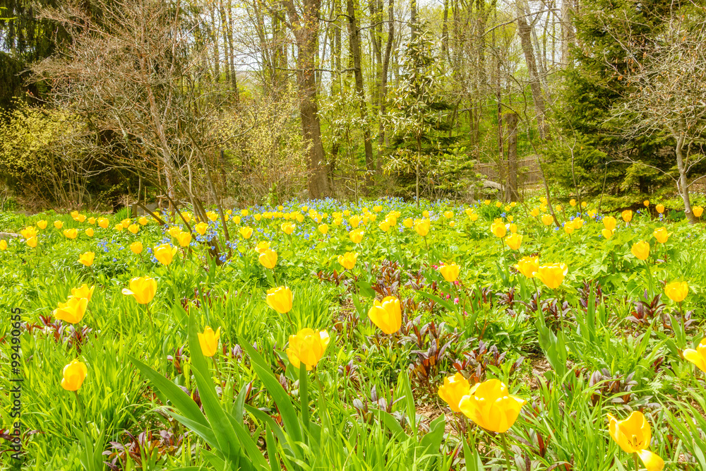 Obraz premium Yellow flowers