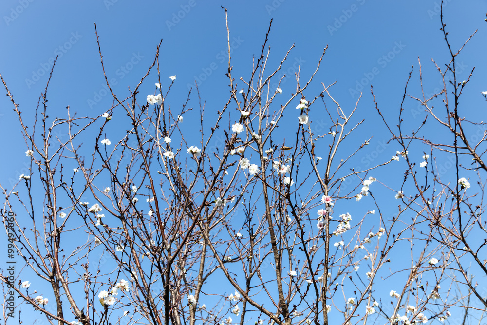 Obraz premium Pink blossom sukura flowers on a spring day in Japan., Beautiful