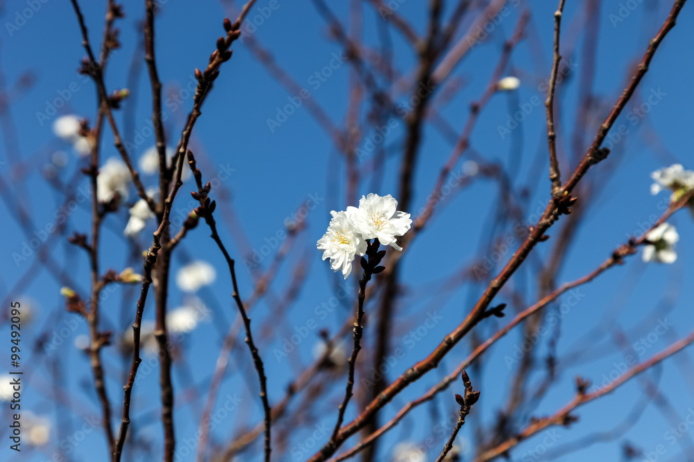 Pink blossom sukura flowers on a spring day in Japan., Beautiful Pink blossom sukura flowers on a spring day in Japan., Beautiful