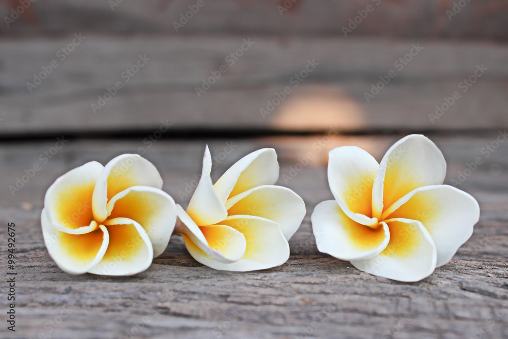 Close up of plumeria or frangipanni blossom on the old wood background. Close up of plumeria or frangipanni blossom on the old wood background.