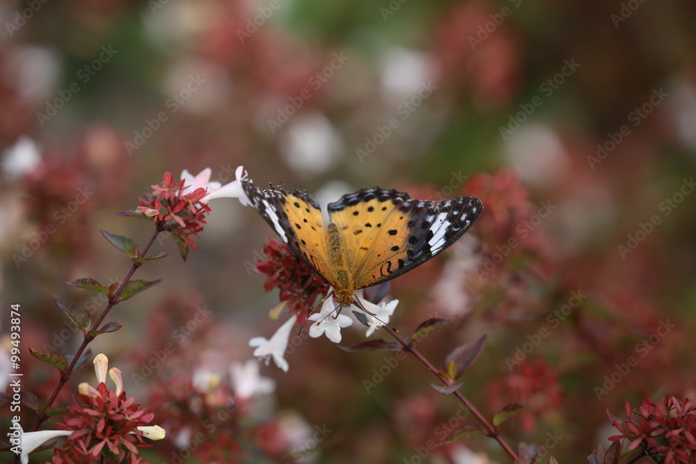 Obraz premium ツマグロヒョウモン