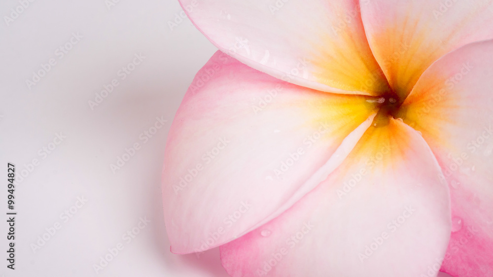 Plumeria flower on white background
