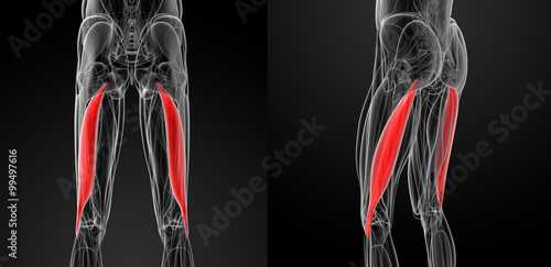 medical  illustration of the biceps femoris