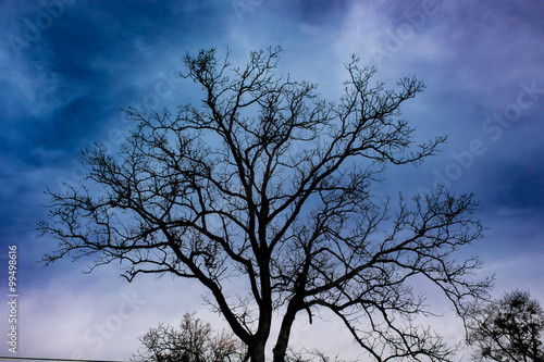 Silhouette of a winter tree photo