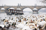 Swans and Seagulls in Vltava River in Prague in Winter, Boat in Background