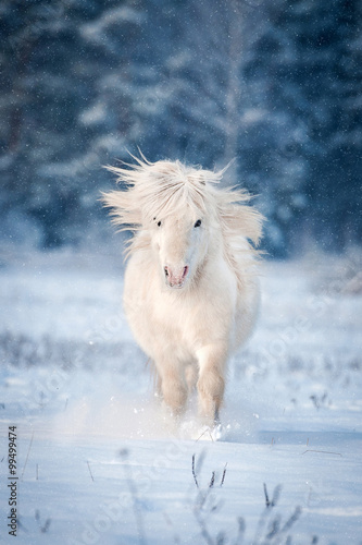 White shetland pony running in winter