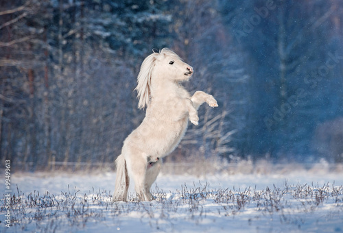 Slika na platnu Beautiful white shetland pony rearing up in winter