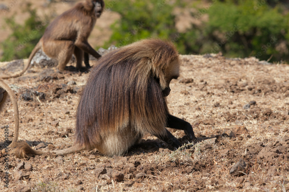 Fototapeta premium African baboon