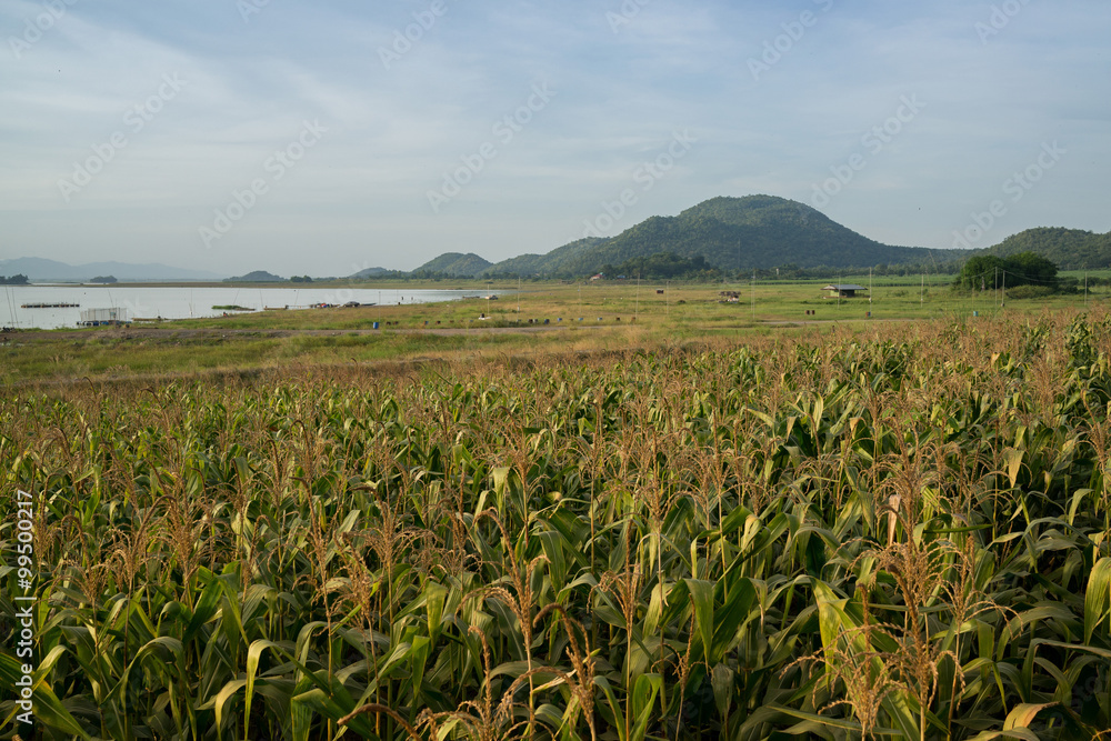 Corn farm near the lake in the rural area of Thailand