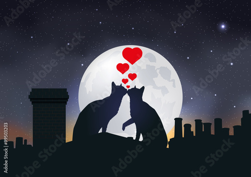 CHAT Amour-Toit