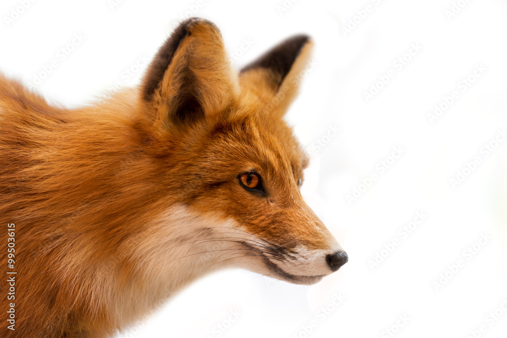 Head of Red Fox Isolated on White / Close up of a red fox isolated on white background - obrazy, fototapety, plakaty 