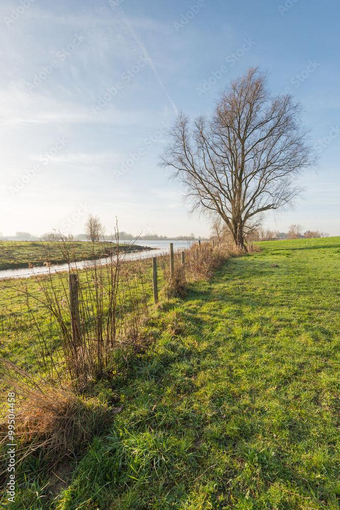 Bare tree in the floodplains of a Dutch river